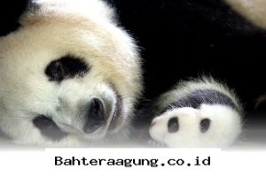 Strategi Jitu Tingkatkan Penjualan Shopee via Seller Center Web di Tahun 2026!
